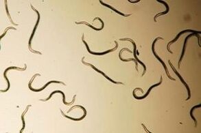 pinworms iz človeškega telesa