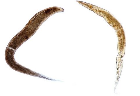človeški paraziti pinworms