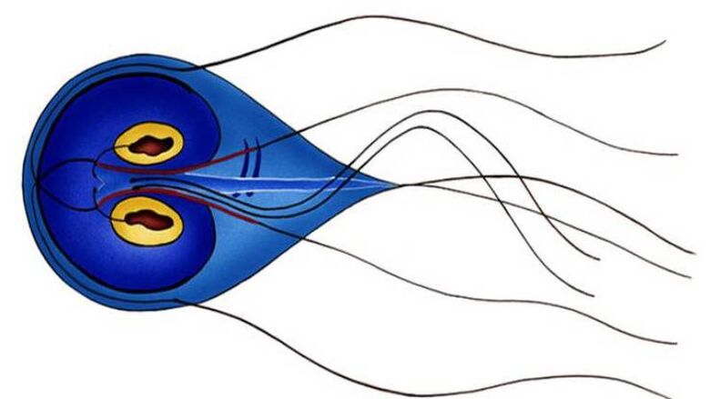 Giardia, parazit v človeškem tankem črevesu
