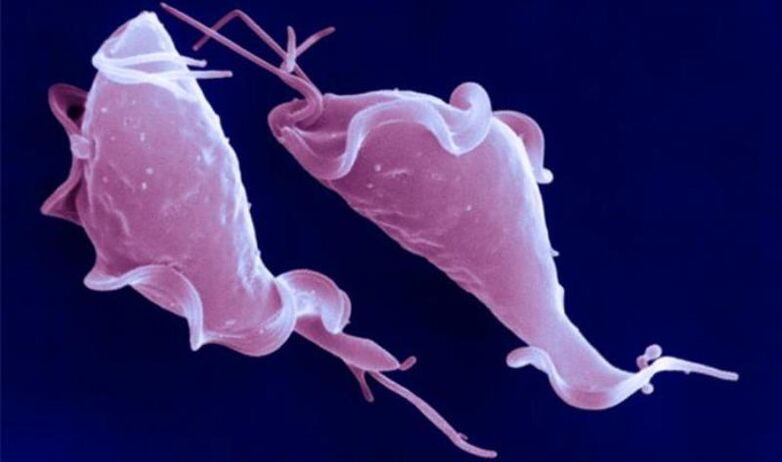 Trichomonas vaginalis je protozojski parazit, ki povzroča neplodnost.